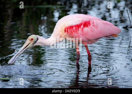 Rosalöffler in den Everglades Stockfoto