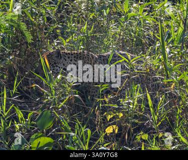 Ein Jaguar, Panthera onca, schüttelt nach dem Schwimmen in einem Fluss im nördlichen Pantanal in Brasilien Wasser aus seinem Fell Stockfoto