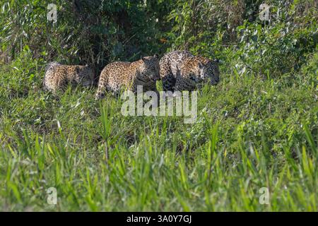 Eine Mutter Jaguar, Panthera onca und zwei Jungtiere spazieren entlang eines Flusses in der Region Northern Pantanal in Brasilien Stockfoto