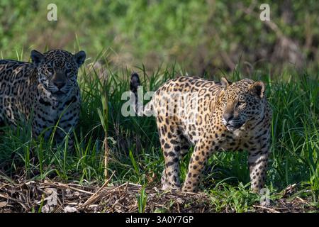 Zwei männliche Jaguar-Jungen, Panthera onca, laufen gemeinsam an einem Flussufer in der Region Northern Pantanal in Brasilien Stockfoto