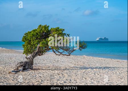 Divi Divi Tree am Eagle Beach, Aruba mit Kreuzfahrtschiff in der Karibik Stockfoto