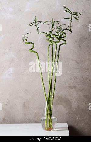Wunderschöne grüne Bambusstämme in Vase auf dem Tisch drinnen Stockfoto