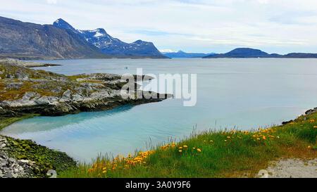 Eine malerische Sommerlandschaft mit schneebedeckten Bergen, gelben Blumen im grünen Gras und türkisfarbenem Meerwasser an der felsigen Küste von Westgrönland Stockfoto