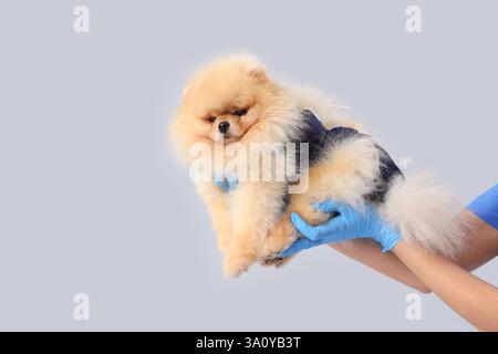 Tierarzt mit Pommerschen Hund im Genesungsanzug nach Sterilisation auf hellem Hintergrund Stockfoto