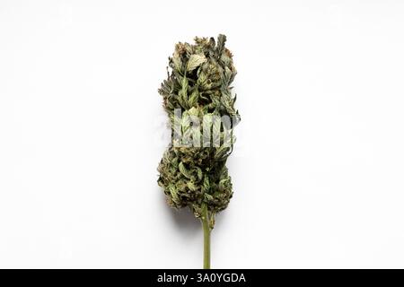 Trockne die Cannabisblüte vor dem Schneiden. Getrocknete Pflanze mit Knospen und Blättern vor weißem Hintergrund. Natürliches Medikament für medizinische Zwecke. Stockfoto