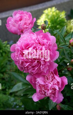 Nahaufnahme einer großen pinkfarbenen Pfingstrose, die im Frühling und in den Knospen blüht Stockfoto