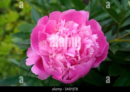 Nahaufnahme einer großen pinkfarbenen Pfingstrose, die im Frühling und in den Knospen blüht Stockfoto