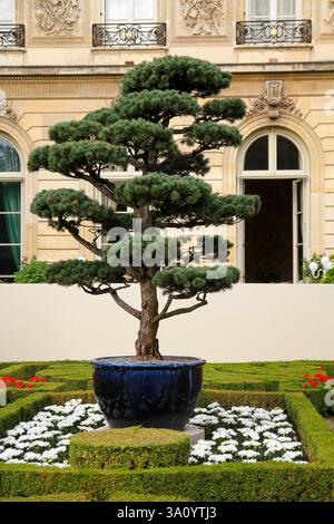 Bonsai in den Gärten des Elysée-Palastes alias Hôtel d'Evreux, der offiziellen Residenz des Präsidenten der Französischen Republik in Paris, Frankreich Stockfoto