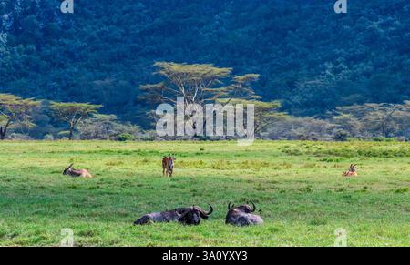 Telephoto von zwei Common Elands, Taurotragus oryx, mit Vögeln, die ihre Haut pflücken, und zwei Büffeln im Vordergrund, im Lake Nakuru Nationalpark. Stockfoto