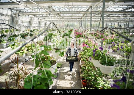 Viele der Blumen. Der Mann arbeitet im Gartencenter. Erfolgreicher Mitarbeiter ist in einem hellen Gewächshaus. Stockfoto