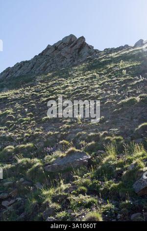 Wildgras auf Highland Wiese im Sommer in Artvin in der Türkei Stockfoto