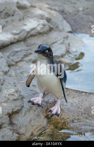 Der kleine Blaue Pinguin steht aufrecht am Wasserrand Stockfoto