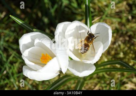 Westliche Honigbiene oder europäische Honigbiene (APIs mellifera), Familie Apidae auf einer weißen Krokusblüte. Holländischer Garten. März, Niederlande. Stockfoto