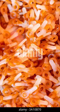 Hintergrund aus gummiartigen Bonbons, die wie kleine Tasten geformt sind, mit einer durchscheinenden orange-weißen Farbe, einer glänzenden, weichen Textur und überlappendem Smoo Stockfoto