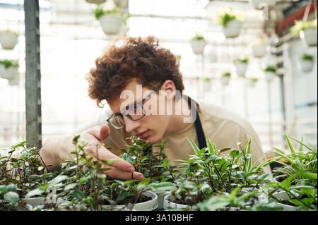Ein professioneller Arbeiter kümmert sich um Pflanzen. Ein junger Mann mit lockigen Haaren und Brille ist im Gewächshaus. Stockfoto