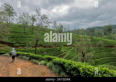 Wandern durch das Derryclare Tea Estate entlang des Pekoe Trail, Kotagala, Sri Lanka Stockfoto