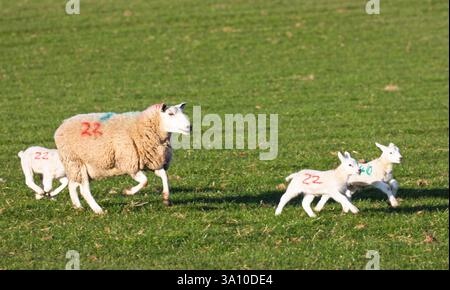 Der Frühling liegt in der Luft mit warmen Temperaturen für diese neugeborenen Lämmer, die die warme Sonne im Dorf Lixwm in Nordwales genießen. Donnerstag, 6. März 2025, Flintshire, Wales ©DGDImages/Alamy Live News Stockfoto