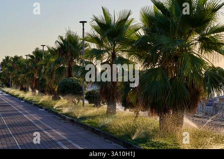 A pathway lined with palm trees at waterfront of Montepaone Lido, Catanzaro, Calabria Stockfoto