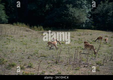 Ein malerischer Blick auf eine Hirschherde, die auf grünem Gras im Sila-Nationalpark, Kalabrien, Italien weidet Stockfoto