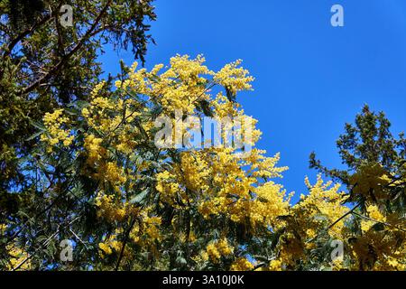 Gelbe Mimosa blüht auf einem Baum vor einem klaren blauen Himmel in Cosenza, Kalabrien, Italien. Stockfoto