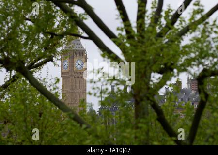 Der Elizabeth Tower, der Big Ben beherbergt, blickt durch grüne Äste im Palace of Westminster, London, England, Vereinigtes Königreich Stockfoto