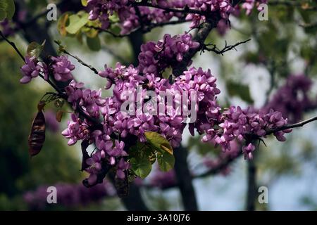Nahaufnahme von hellrosa Blüten eines Judas-Baumes (Cercis siliquastrum), der im Frühjahr blüht, Cosenza, Kalabrien, Italien. Stockfoto