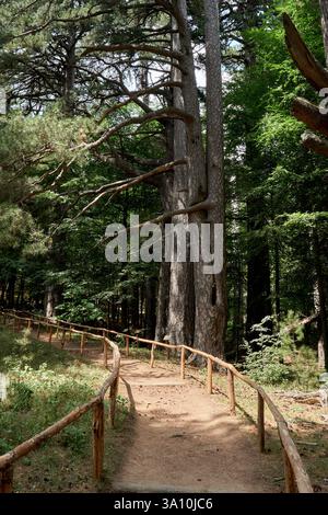 Monumentale Korsische Kiefern (Pinus nigra calabrica) entlang eines eingezäunten Touristenpfads im I Giganti di Fallistro Naturreservat, Sila Nationalpark, Spezza Stockfoto