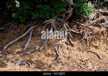 Detaillierte Ansicht der freiliegenden Baumwurzeln, die an einem Erdhang in einem Kiefernwald haften, Sila-Nationalpark, Kalabrien, Italien. Stockfoto