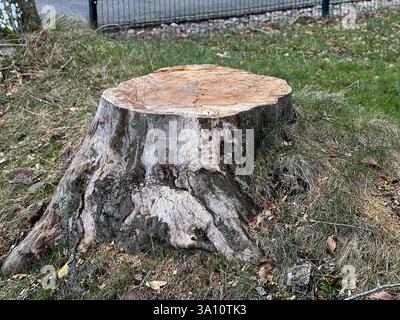 Ein großer, frisch abgesägter Baumstumpf im Garten Stockfoto