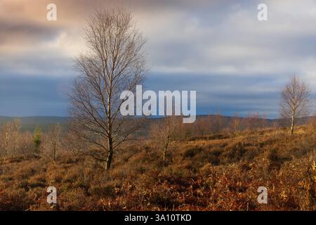 Moody Sky über Pennine Moorland, Hamsterley Forest, County Durham, England, Großbritannien. Stockfoto