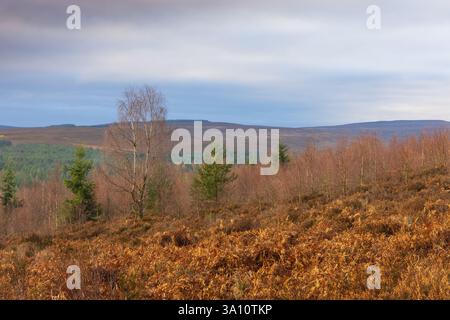 Moody Sky über Pennine Moorland, Hamsterley Forest, County Durham, England, Großbritannien. Stockfoto