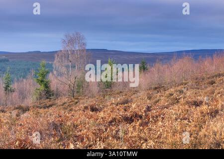Moody Sky über Pennine Moorland, Hamsterley Forest, County Durham, England, Großbritannien. Stockfoto