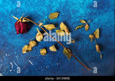 Eine einzelne verblasste Rose mit trockenen Blättern, die auf nassblauer Oberfläche verteilt sind. Stockfoto