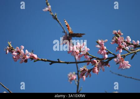 Ein Schmetterling ruht auf einem Zweig eines blühenden Pfirsichbaums vor einem klaren blauen Himmel. Stockfoto