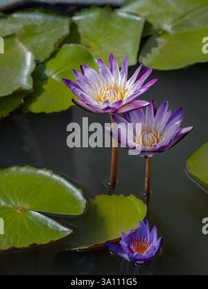 Gelbe Lotusblätter oder gelbe Lotuspollen in weiß-violetten Lotusblättern. Blühende Wasserlilie oder lila Lotusblüte mit grünen Blättern im Hintergrund Stockfoto