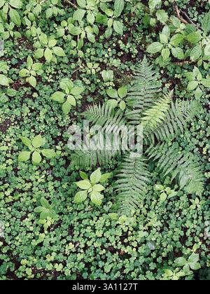 Eine üppige Bodendecke in einem Wald zeigt verschiedene Grüntöne mit Farnen, Klee und anderen Laub. Stockfoto