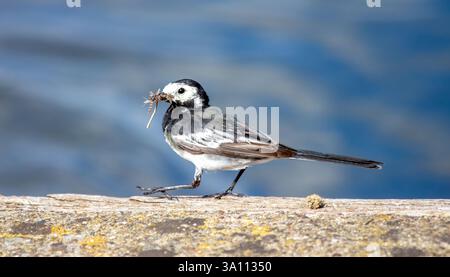 Insektenfressender Rattenschwanz, Motacilla alba, mit einem Schnabel voller Insekten Stockfoto