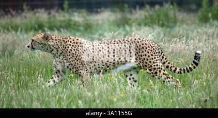 Gepard, der durch langes Gras läuft Stockfoto