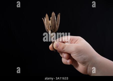 Ein trockenes Blatt im Herbst mal in Hand Stockfoto