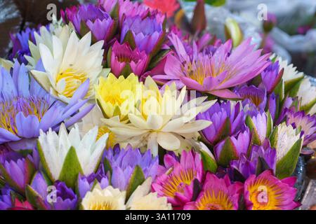 Nahaufnahme einer atemberaubenden Auswahl an Seerosen mit rosa, lila, gelben und weißen Blüten. Stockfoto