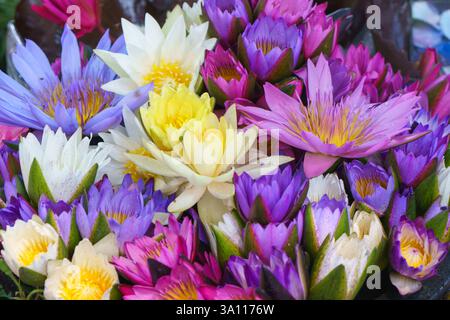 Nahaufnahme einer atemberaubenden Auswahl an Seerosen mit rosa, lila, gelben und weißen Blüten. Stockfoto