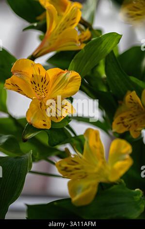Gelbe Alstroemeria peruanische Lilienblumen Nahaufnahme. Stockfoto