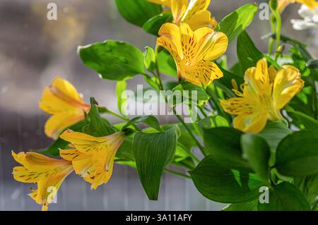Eine selektive Fokusaufnahme von schönen gelben Alstroemerieblumen. Nahaufnahme. Stockfoto