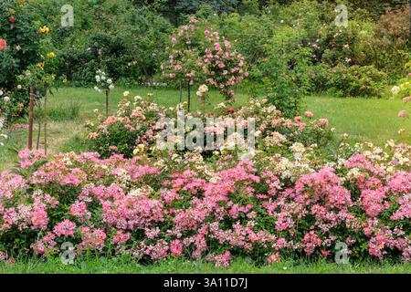 Rosenblumen im Hüttengarten. Blumengarten im Park. Englischer Garten mit bunten Rosen. Sonnig. Stockfoto
