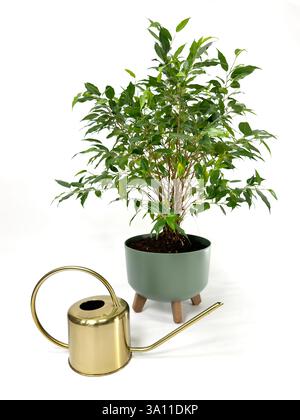 Eine üppig grüne Pflanze mit zahlreichen Blättern ist in einem modernen, dunkelgrünen Topf mit Holzbeinen untergebracht. Stockfoto