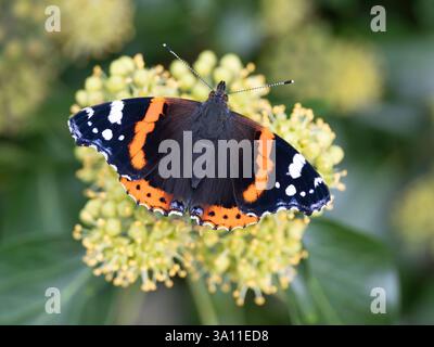 Roter Admiral-Schmetterling (Vanessa atalanta), der sich an Efeu-Blüten (Hedera Helix) ernährt, Herbst, Kent UK, Efeu-Nektar ist eine wichtige Nahrungsquelle für Insekten du Stockfoto