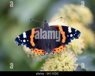 Roter Admiral-Schmetterling (Vanessa atalanta), der sich an Efeu-Blüten (Hedera Helix) ernährt, Herbst, Kent UK, Efeu-Nektar ist eine wichtige Nahrungsquelle für Insekten du Stockfoto