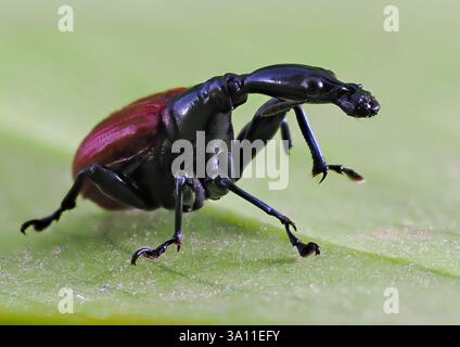 Giraffen-Käfer (Trachelophorus giraffa) Madagaskar, weiblich, gestapelter Fokus, Bild, Set-Probe Stockfoto