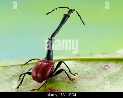 Giraffen-Käfer (Trachelophorus giraffa) Madagaskar, männlich, gestapeltes Fokusbild, Set-Exemplar Stockfoto