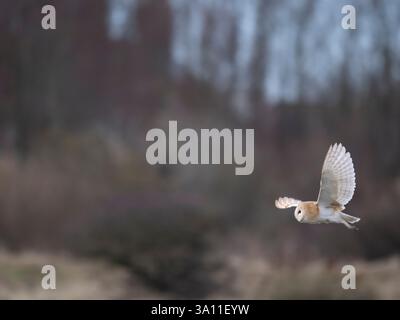 Barn Owl (Tyto alba) Sandwich Bay, Kent Großbritannien, im Flug Stockfoto